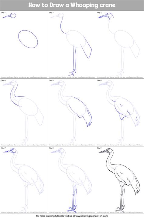 How to Draw a Whooping crane (Birds) Step by Step