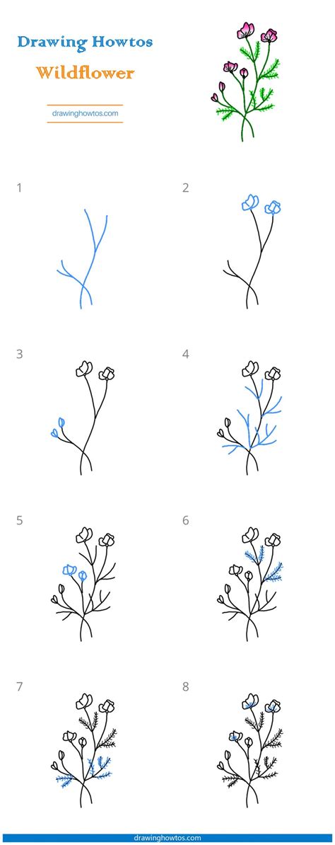 How to Draw a Wildflower Easy Drawing Tutorial For Kids