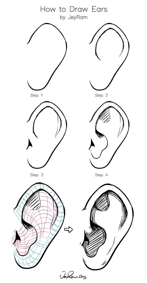 How to Draw an Ear Step by Step Side View