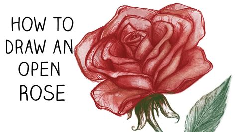 How to Draw an Open Rose Step by Step Narrated YouTube
