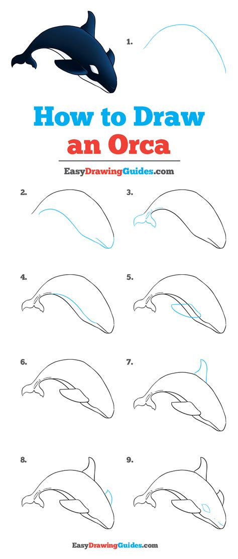 How to Draw an Orca Really Easy Drawing Tutorial