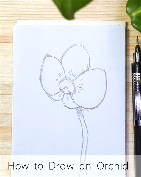 How to Draw an Orchid Step by Step for Beginners JeyRam Drawing