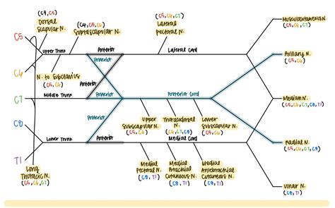 How to Draw the Brachial Plexus Study with an SPT