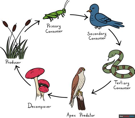 How to Draw the Food Chain Really Easy Drawing Tutorial