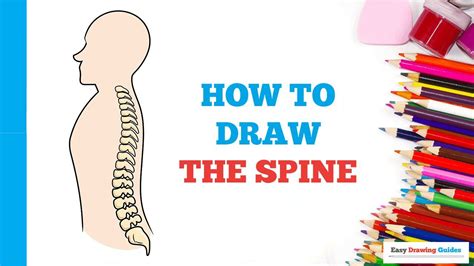How to Draw the Spine Really Easy Drawing Tutorial