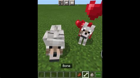 How to Feed a Wolf in Minecraft - Gaming Blogs