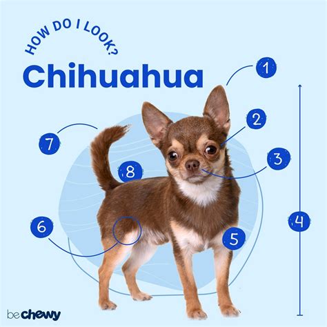 How to Figure a Chihuahua