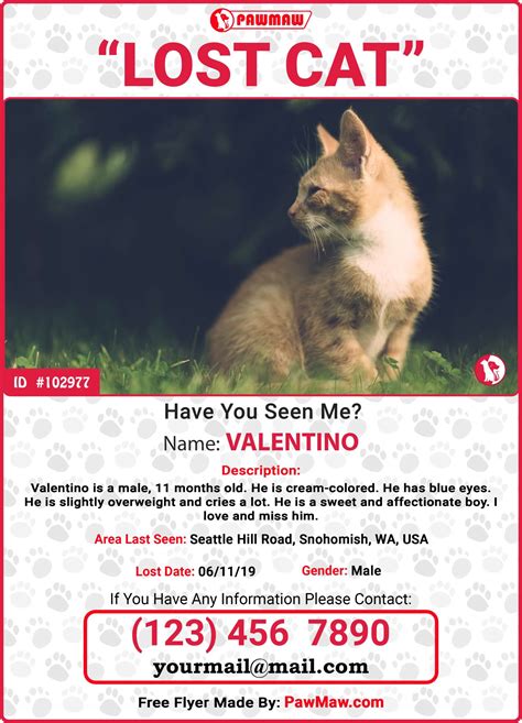 How to Find A Missing Cat