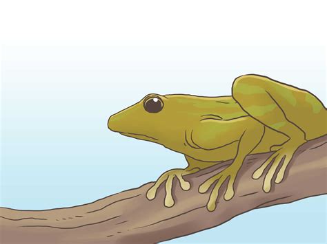 How to Find a Frog (with Pictures) - wikiHow