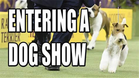 How to Find and Enter a Dog Show Using InfoDog! YouTube
