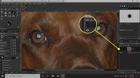How to Fix Pet Eye in Your Photos