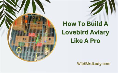 How to Gain your Lovebird