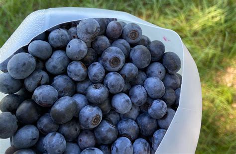 How to Get Freshly Picked Blueberries to Last for Months