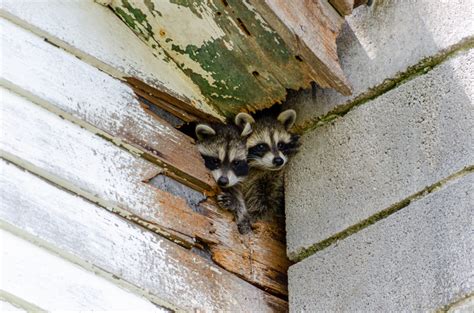 How to Get Raccoons Out of the Attic & Your House