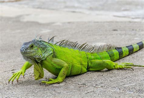 How to Get Rid Of Mites on Green Iguana? - Reptiles Tips