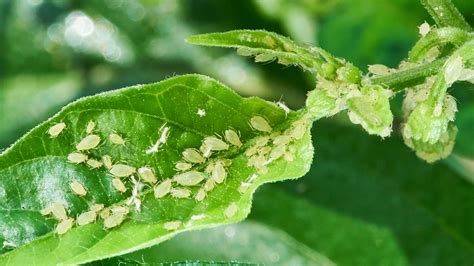 How to Get Rid of Aphids & Whiteflies on Basil - SFGATE