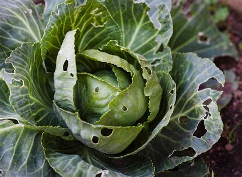 How to Get Rid of Cabbage Worms - The Spruce