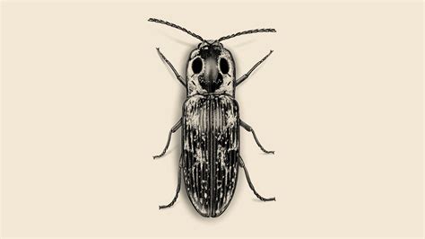 How to Get Rid of Click Beetles in Houses and Identification - Orkin