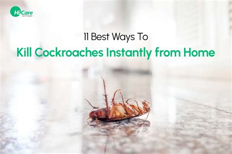 How to Get Rid of Cockroaches - Best Ways to Kill a Cockroach Fast