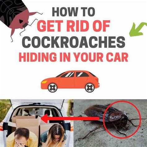 How to Get Rid of Cockroaches in Car Naturally - Pestey