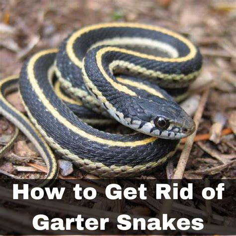 How to Get Rid of Garter Snakes - Havahart