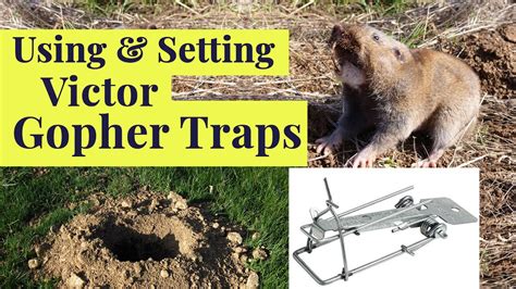 How to Get Rid of Gophers - Setting the Cinch Trap