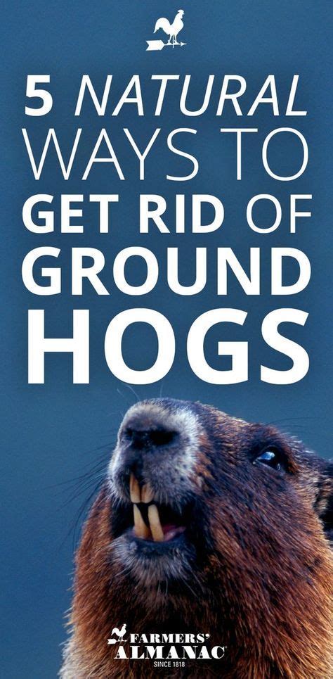 How to Get Rid of Groundhogs: 5 Natural Ways & 4 …