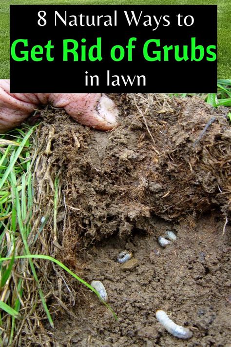 How to Get Rid of Grubs in Lawn: 6 Effective Ways + Natural Control