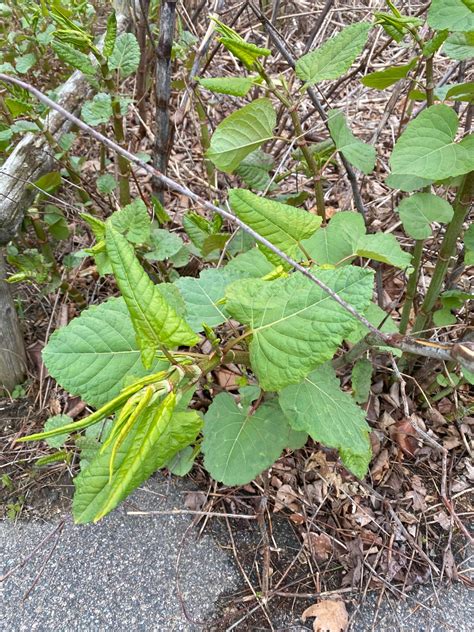 How to Get Rid of Japanese Knotweed - Lawn Phix