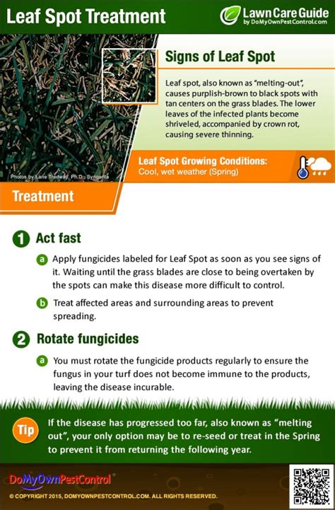 How to Get Rid of Leaf Spot Disease Leaf Spot Treatment & Control