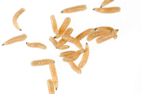 How to Get Rid of Maggots, Step by Step MYMOVE