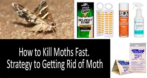 How to Get Rid of Moths: Best Traps, Sprays & Repellents …