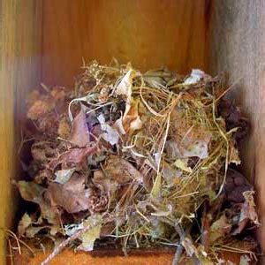 How to Get Rid of Mouse Nest in No Time At All - PESTKILL