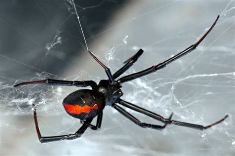 How to Get Rid of Redback Spiders in Your Home & Garden - Yates