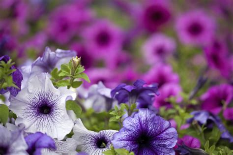 How to Get Rid of Worms on Petunias Hunker