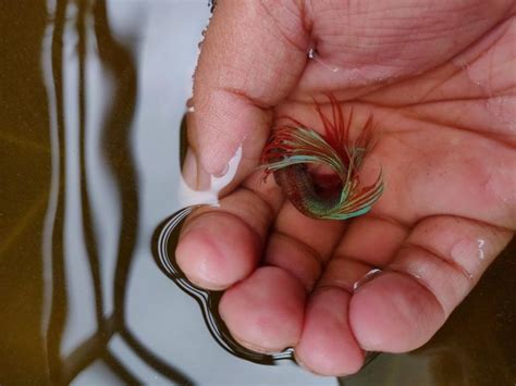 How to Get Rid of the Fish Smell on your Hands