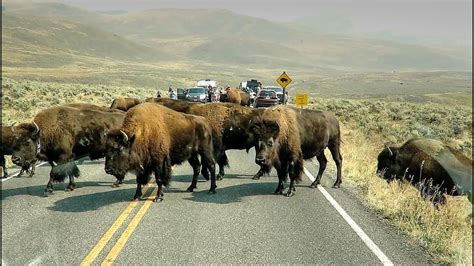 How to Get Started with NEAR on Bison Trails