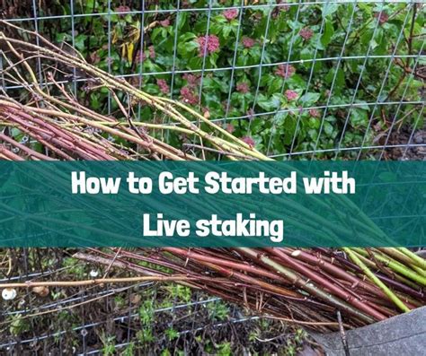How to Get Started with Staking