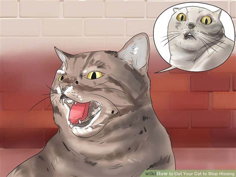 How to Get Your Cat to Stop Hissing (with Pictures) - wikiHow