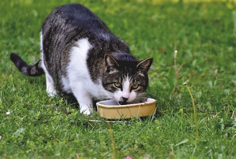 How to Get Your Finicky Cat to Eat Pets Reporter