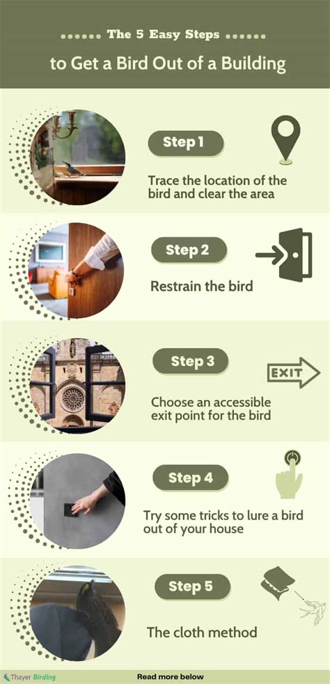 How to Get a Bird Out of a Building in Only 5 Steps