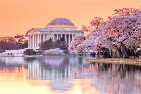 How to Get to the Cherry Blossoms in Washington DC