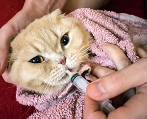 How to Give Your Cat Medication - Vetstreet Vetstreet