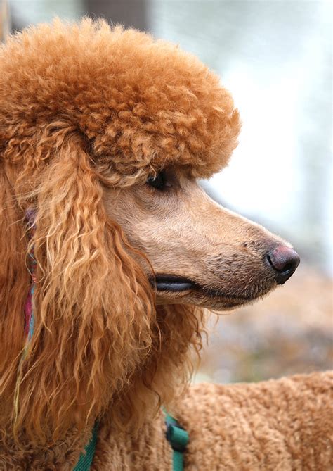 How to Give Your Poodle a Standard Poodle Puppy Cut At