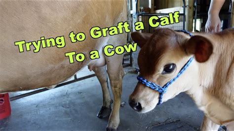 How to Graft an Orphan Calf to a Cow - YouTube