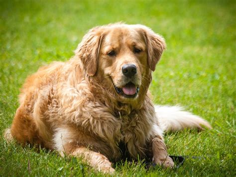 How to Groom a Golden Retriever at Home? - The Retriever Expert