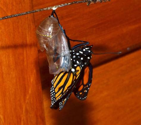 How to Grow A Monarch Butterfly - Learn About Nature