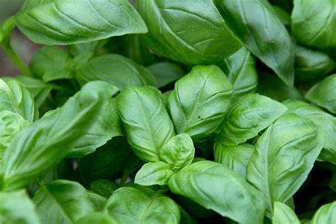 How to Grow Basil BBC Gardeners World Magazine