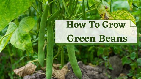 How to Grow Beans - ttseeds.com