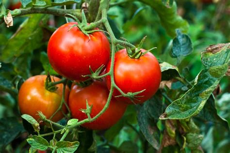 How to Grow Better Boy Tomatoes – A Complete Guide